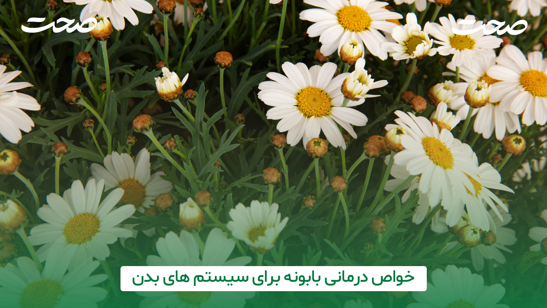 2 گیاه بابونه