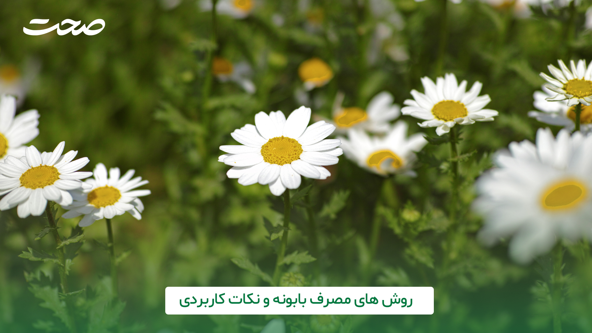 3 گیاه بابونه